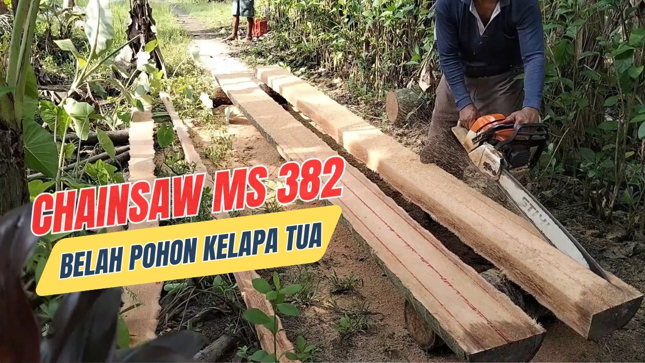 Chainsaw STIHL MS 382 Belah pohon kelapa tua