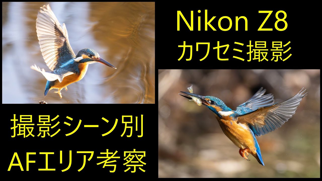 Фотосъемка на Nikon Z8 Kingfisher: особенности настройки широкоугольной автофокусировки в различн...