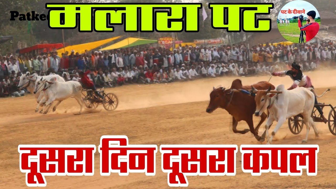 All' Video मलारा पट दूसरा दिन दूसरा कपल 🥳🐂 #viral #ox #bull #patkediwane 