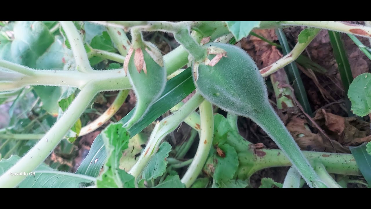 Cuerno Del  Diablo. Ibicella Lutea. Planta Llamativa.