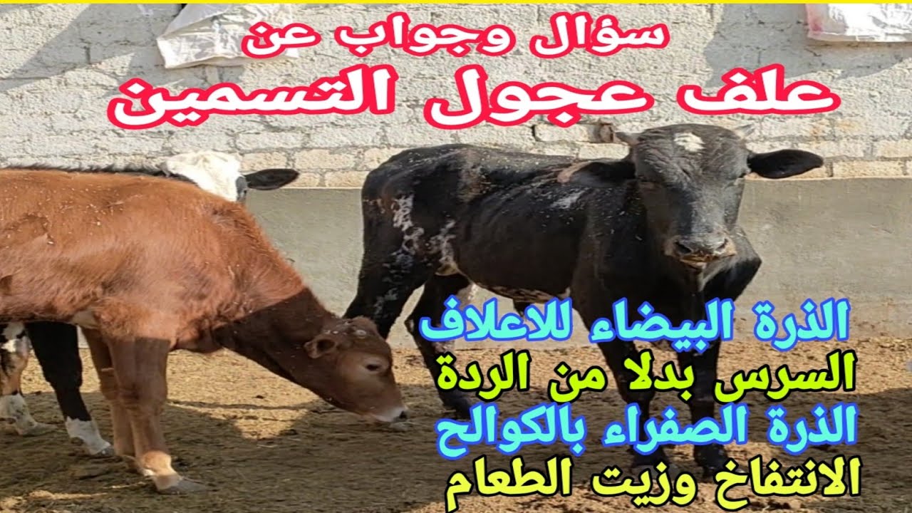بدائل علف عجول التسمين (الذرة البيضاء.سرس الارز.الذرة الصفراء بالكوالح). زيت الطعام والنفاح.د/السيد