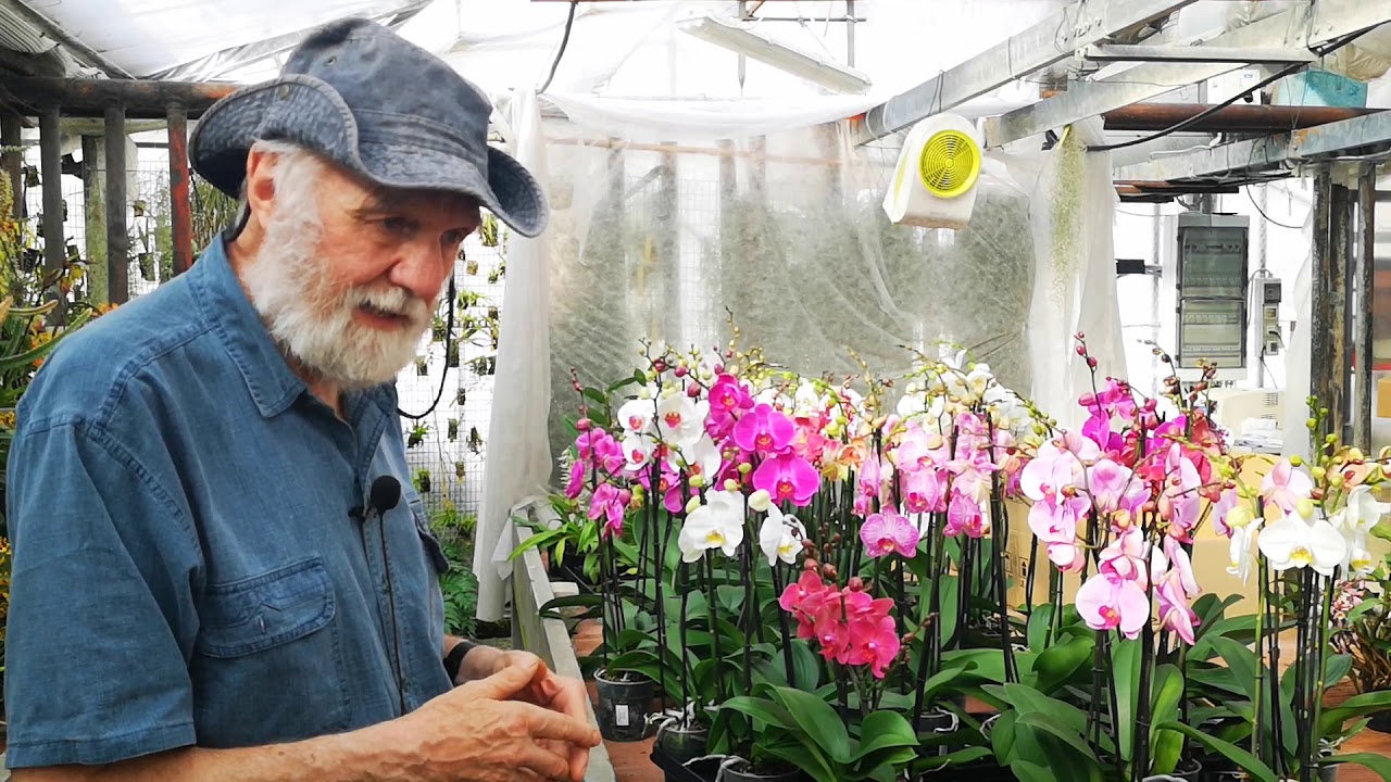 il decamerone delle orchidee n° 65: le orchidee i lavori di fine maggio