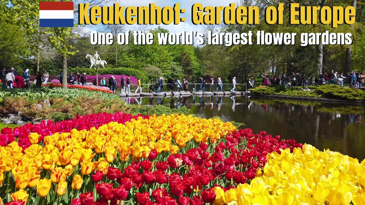 🇳🇱 Keukenhof: Garden of Europe, one of the world's largest and most beautiful flower gardens