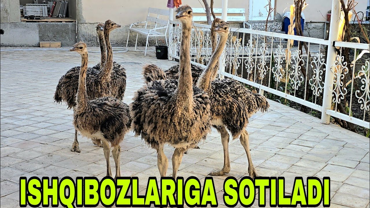 Mana sizga tuyaqush biznesi ishqibozlari aloqaga chiqaverasiz 9 ноября 2025 г.