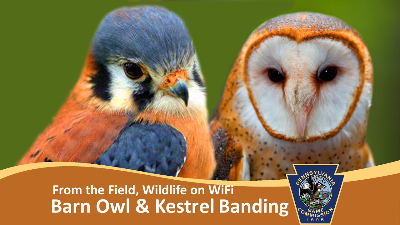 From the Field: Barn Owl and American Kestrel Research