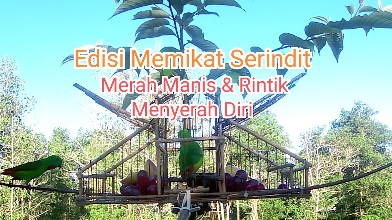 Edisi Memikat Serindit || Si Botak Kembali Beraksi || Merah Manis & Rintik Akhirnya Menyerah Diri