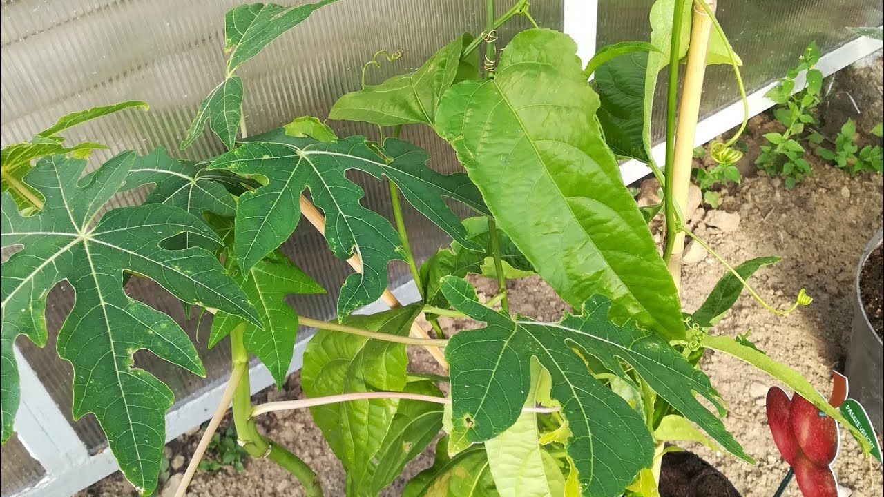 Przesadzanie Papaja i Marakuja (passiflora edulis) 🌱🌱🌱😄😄