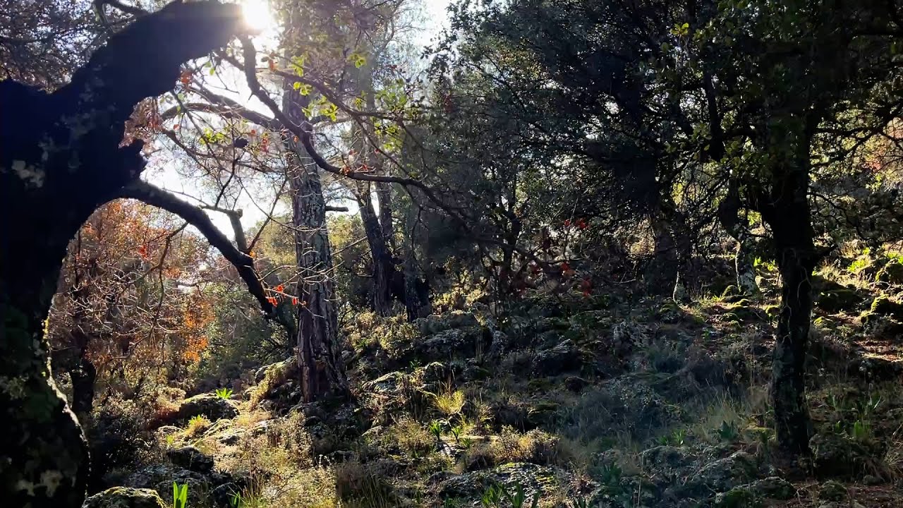 Μαγικό  Δάσος Κρούστα