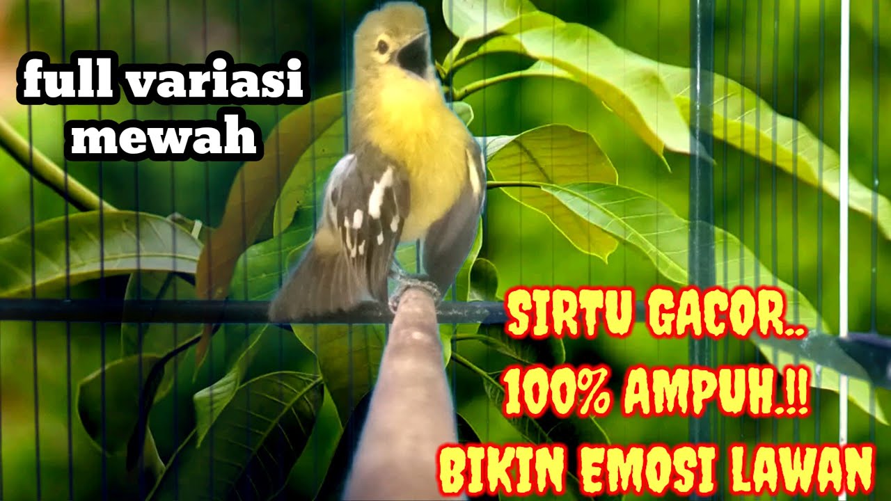 Masteran Sirtu Terbaik dengan full variasi mewah.