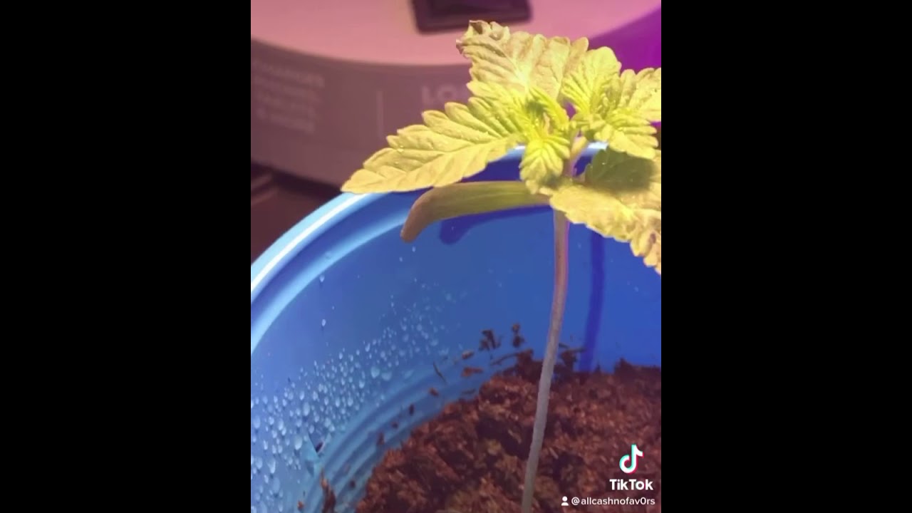 Seedling to veg stage