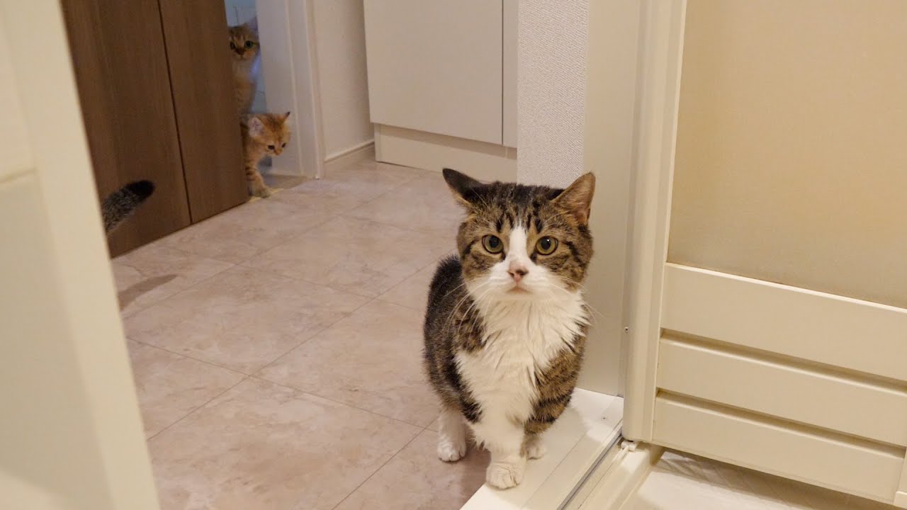 The owner takes a long bath, so the cat's family came to see him