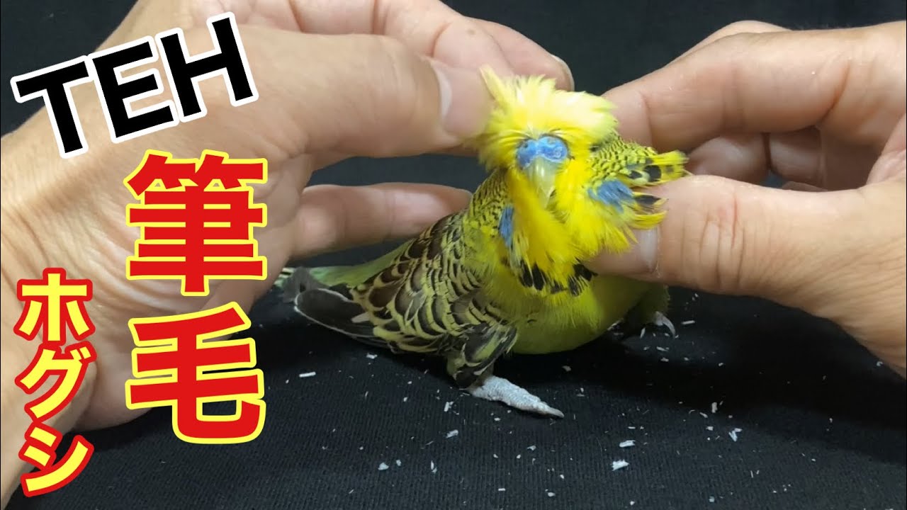 【インコ】THE 筆毛ホグシ〜pin feather  removal〜続編