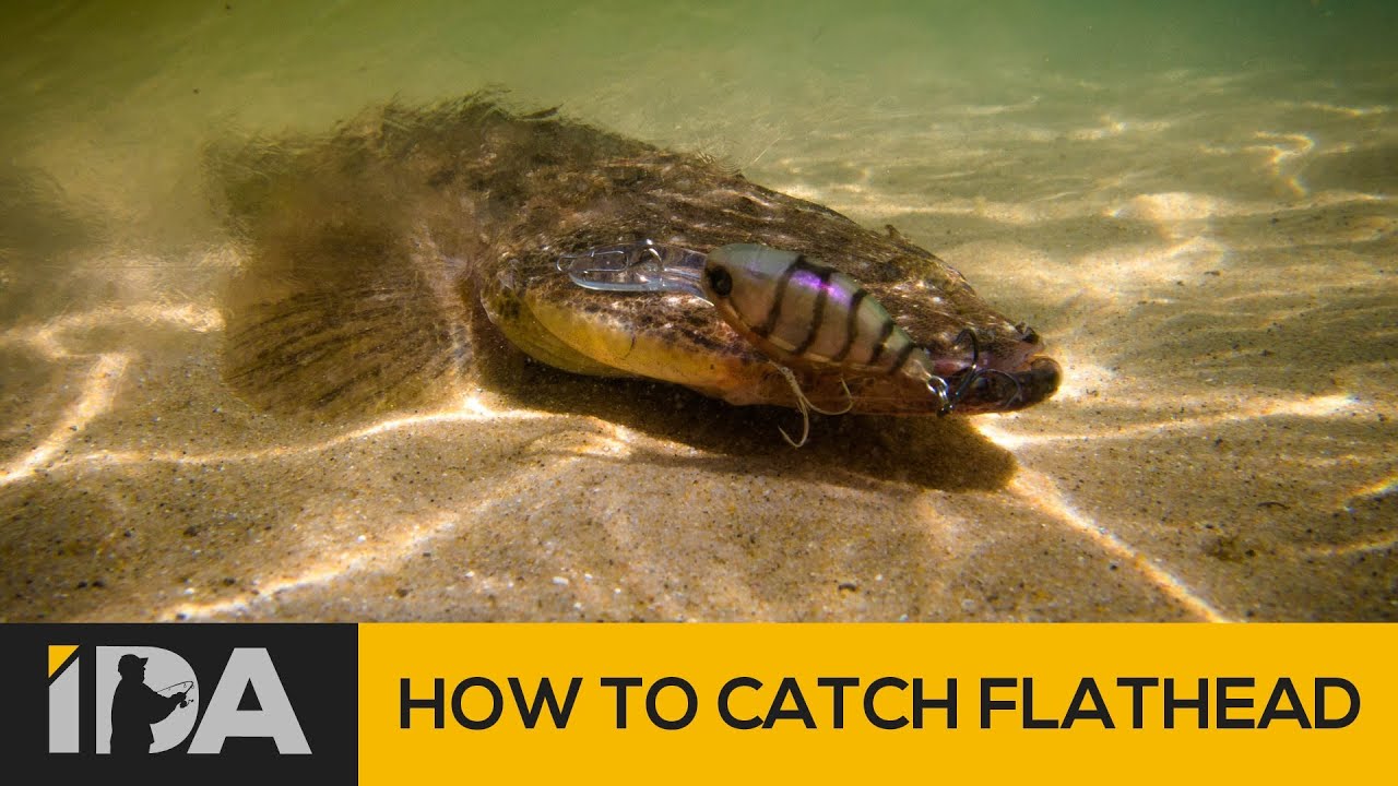 How To Catch Flathead - Mallacoota Esturay Fishing