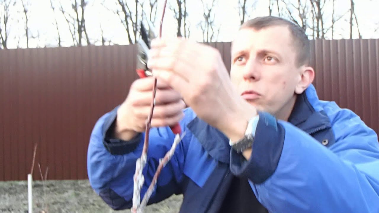 формирование кроны двухлетних саженцев