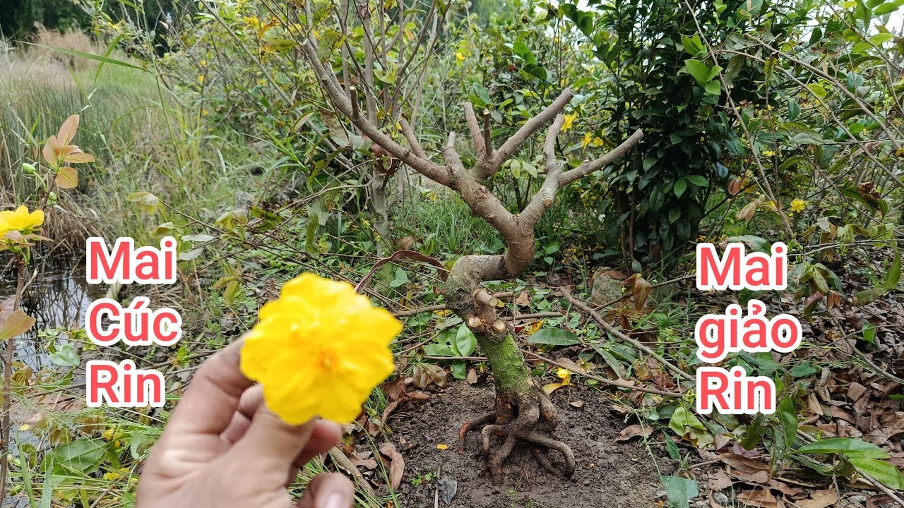 Mai giảo Rin mai Cúc Rin. Thầy Kính ĐT 0767.233.171. Ngày 27/2/2026