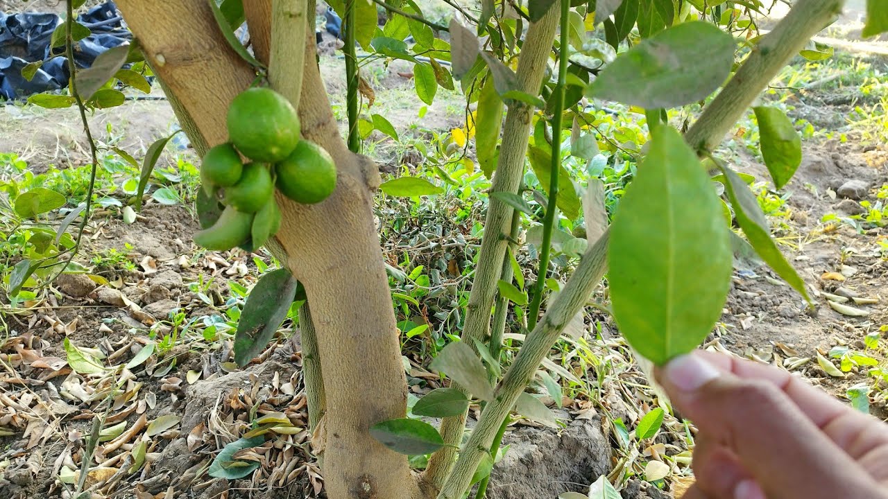 لو عندك ليمون |بهذه الطريقة الليمون هيزيد إنتاجه |أول خطوه | لازم تعرفها limon grow
