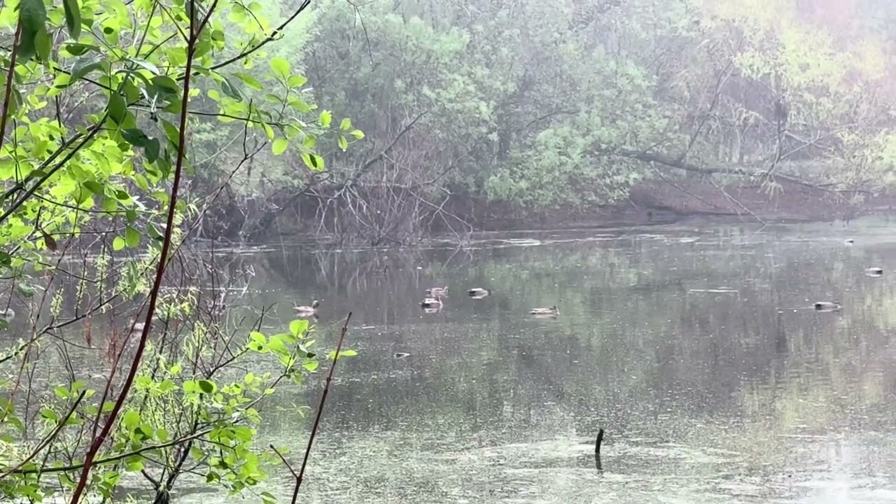 Quiet Nature
