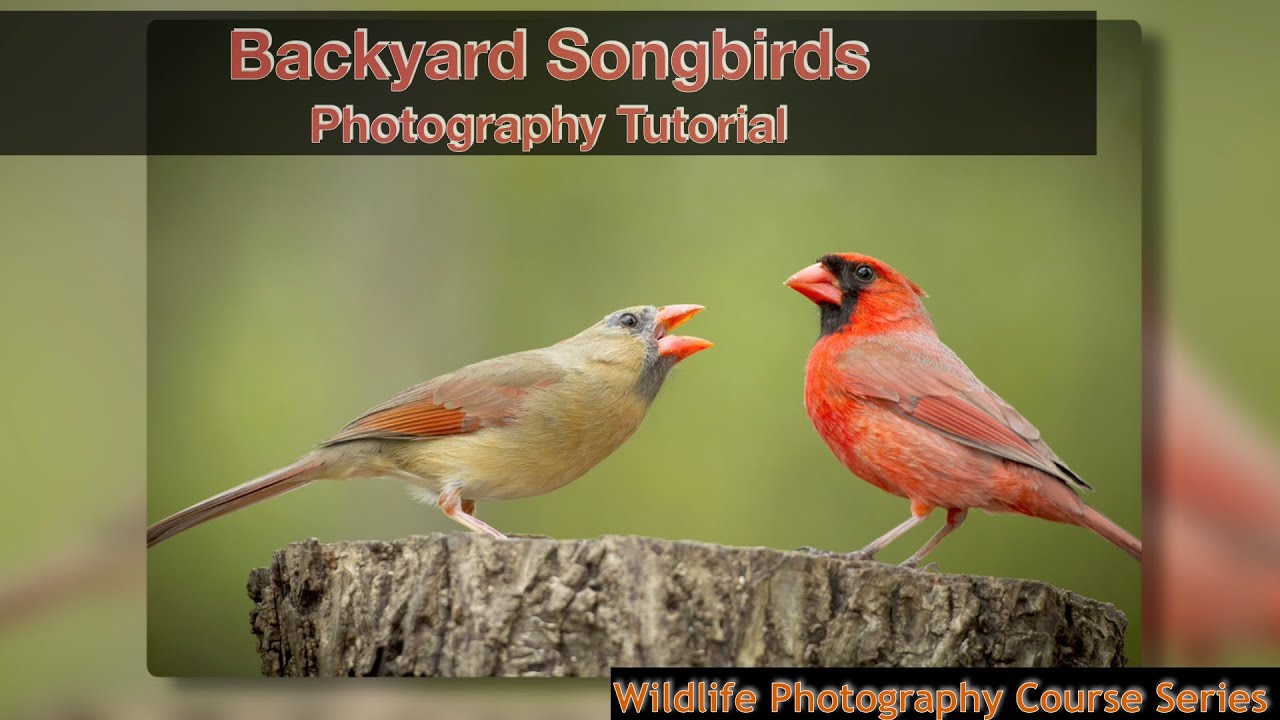 How to take stunning photos of songbirds in your backyard.