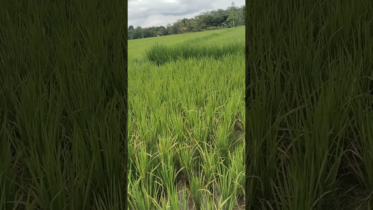 PENYEMPROTAN RUMPUT DI SELA SELA PADI