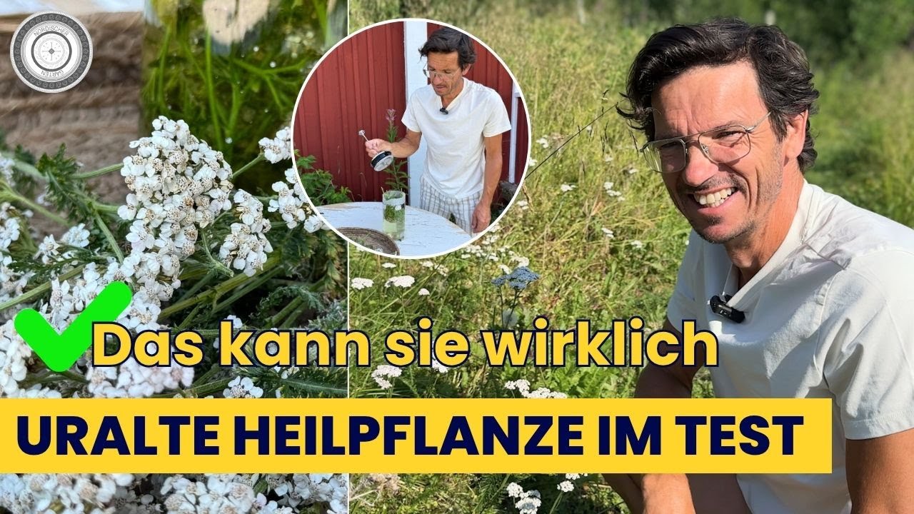 Wunderheilpflanze Schafgarbe gegen unzählige Krankheiten - DAS MUSST DU WISSEN