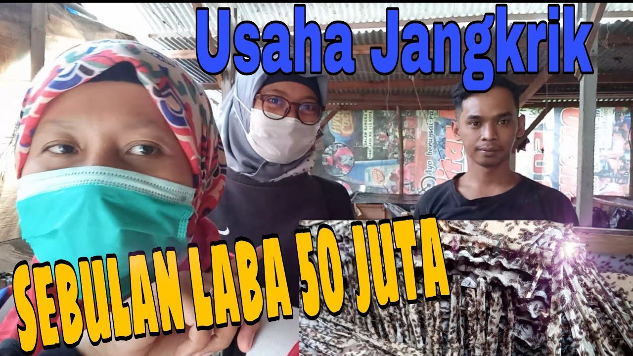 Usaha Jangkrik sebulan untung 50 juta wow #budidayajangkrikbagipemula #peluangusaha