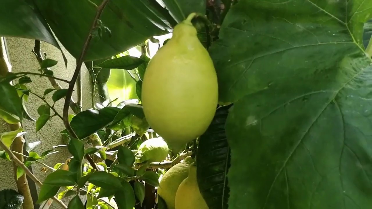 36. Rośliny cytrusowe, banany, mango, awokado zimowanie w szklarni zewnętrznej