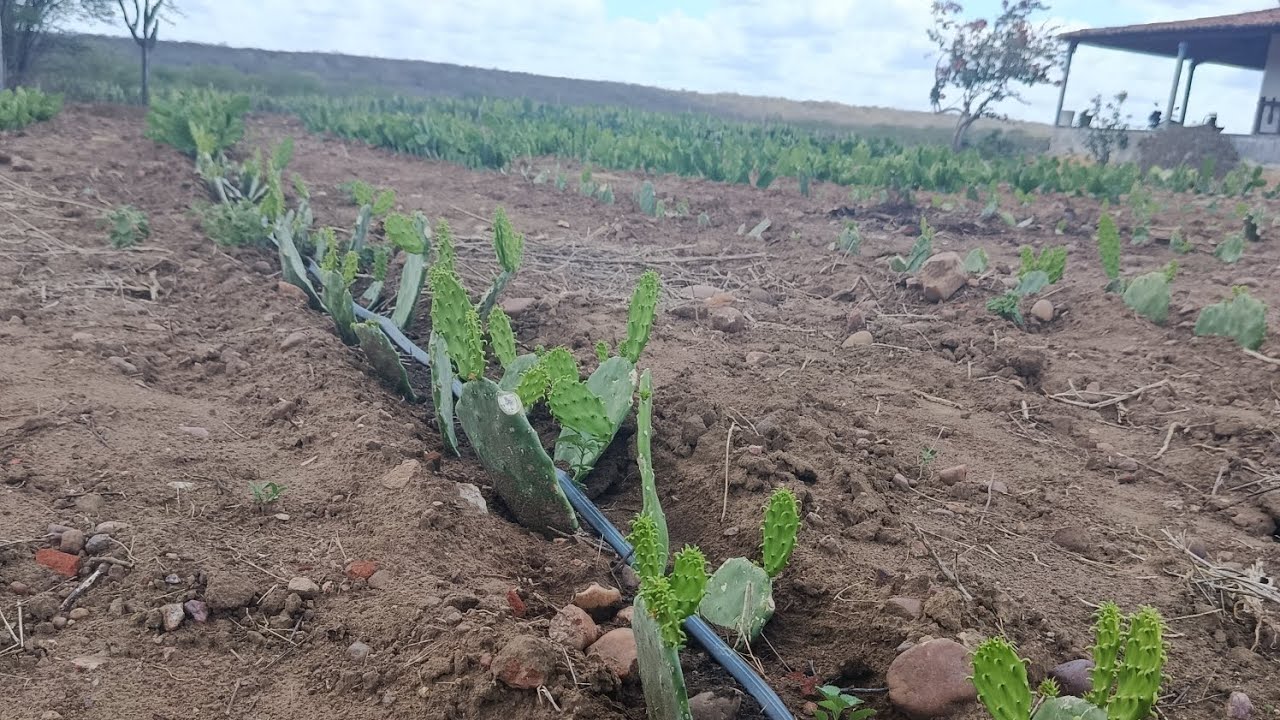 Palmas Califórnia fazenda Serra do pico 