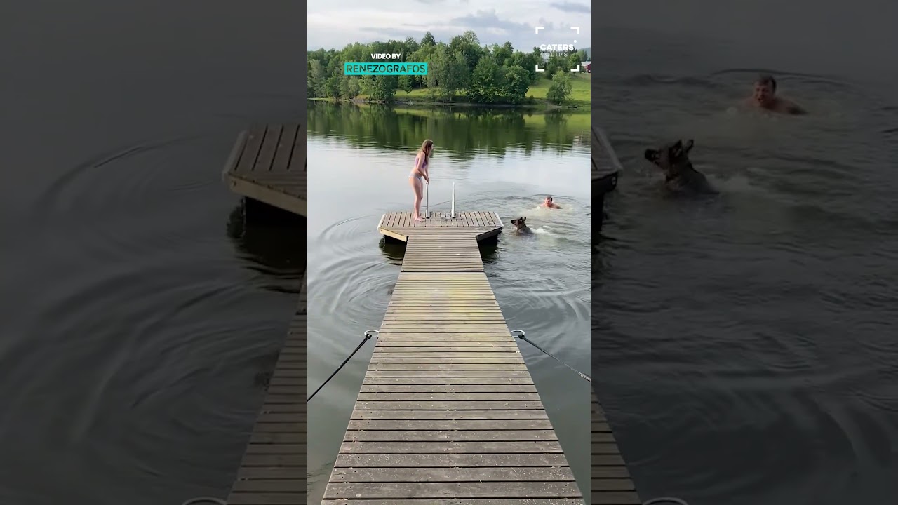 Dog's First Swim