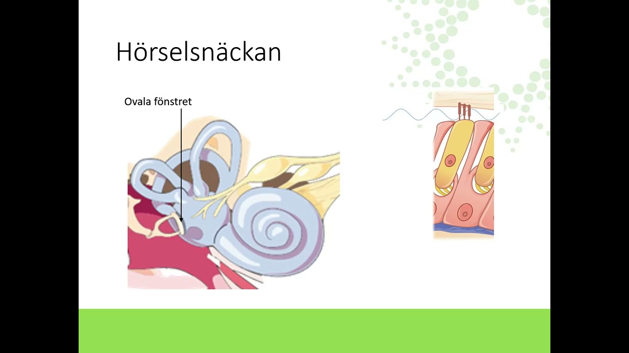 Våra sinnen