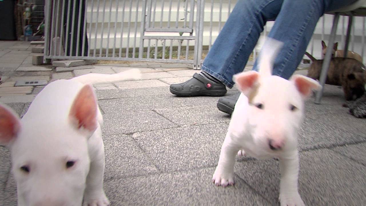 Mini Bull Terriers WeShootit puppies