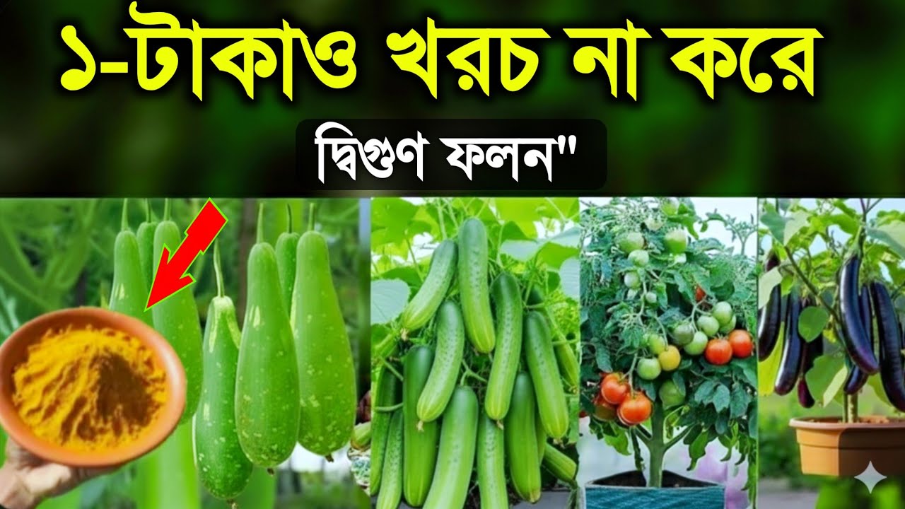 বিনা খরচে মরা গাছেও প্রাণ ফিরে আসবে!  জাদুকরী লিকুইড ২০২৬ সালের