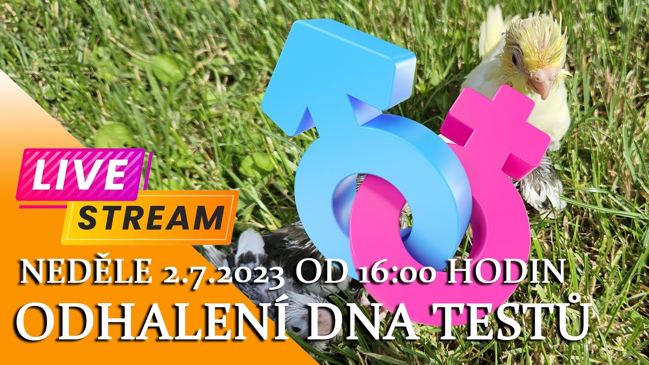 Live stream 2.7.2023 od 16:00 - DOKRMUJEME ŽIVĚ A ODHALENÍ DNA TESTŮ │KorelyEu