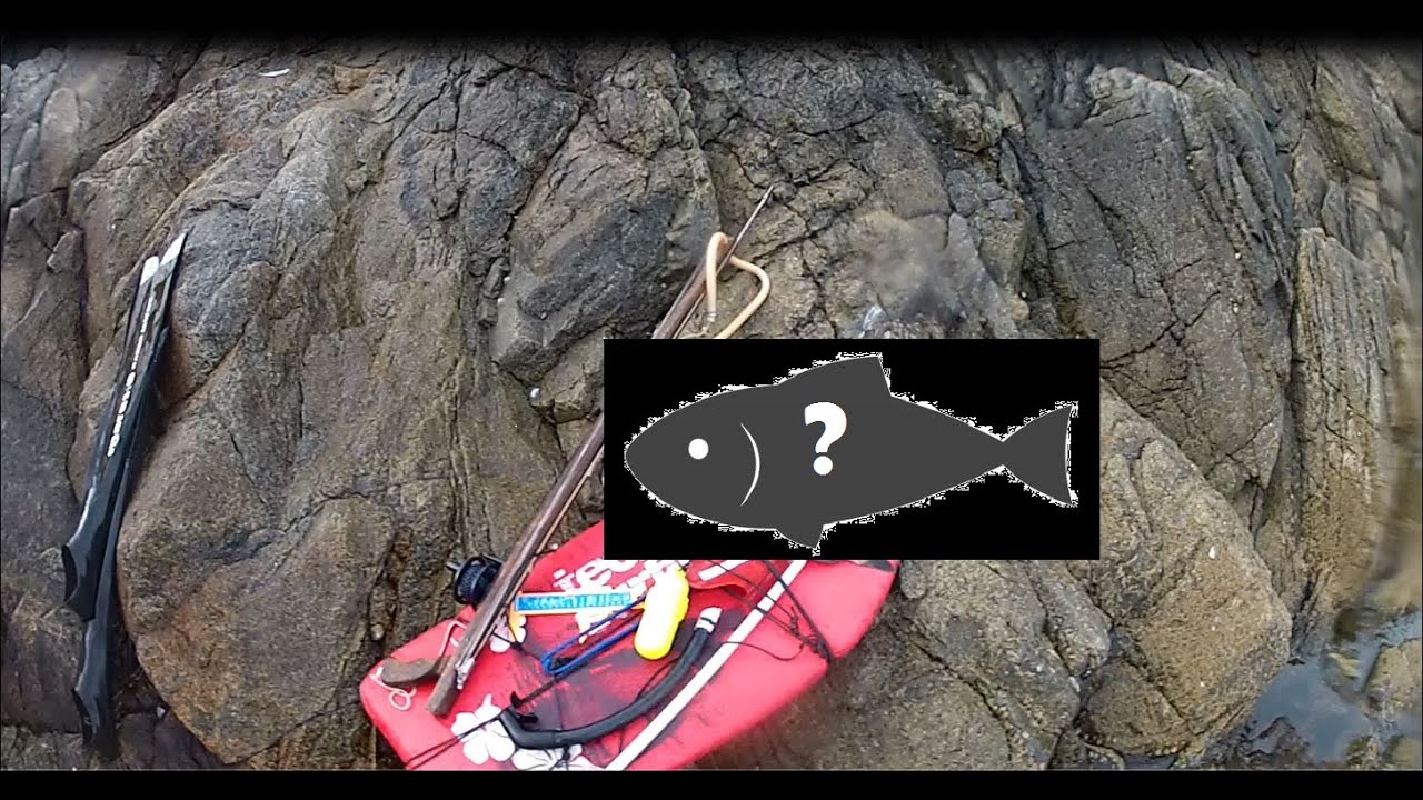 La patience va t'elle payer🤔 ??? Chasse sous-marine Finistère🐟 .