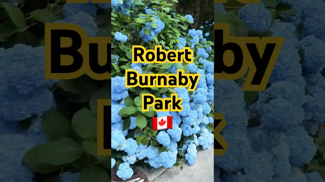 Robert Burnaby Park🇨🇦 | Walking Through Nature&rsquo;s Colors #vancouver #canada #nature  #lifeincanada