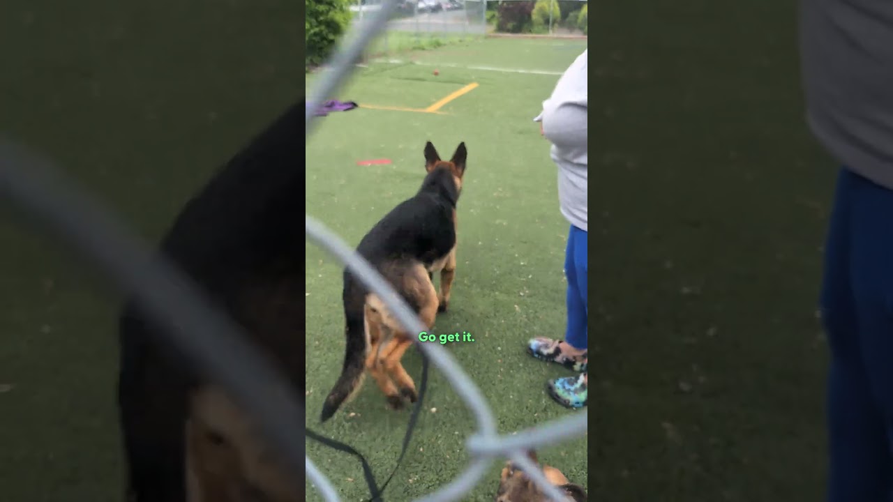 Немецкая овчарка, спасённая от накопительства, выходит на первую прогулку | The Dodo