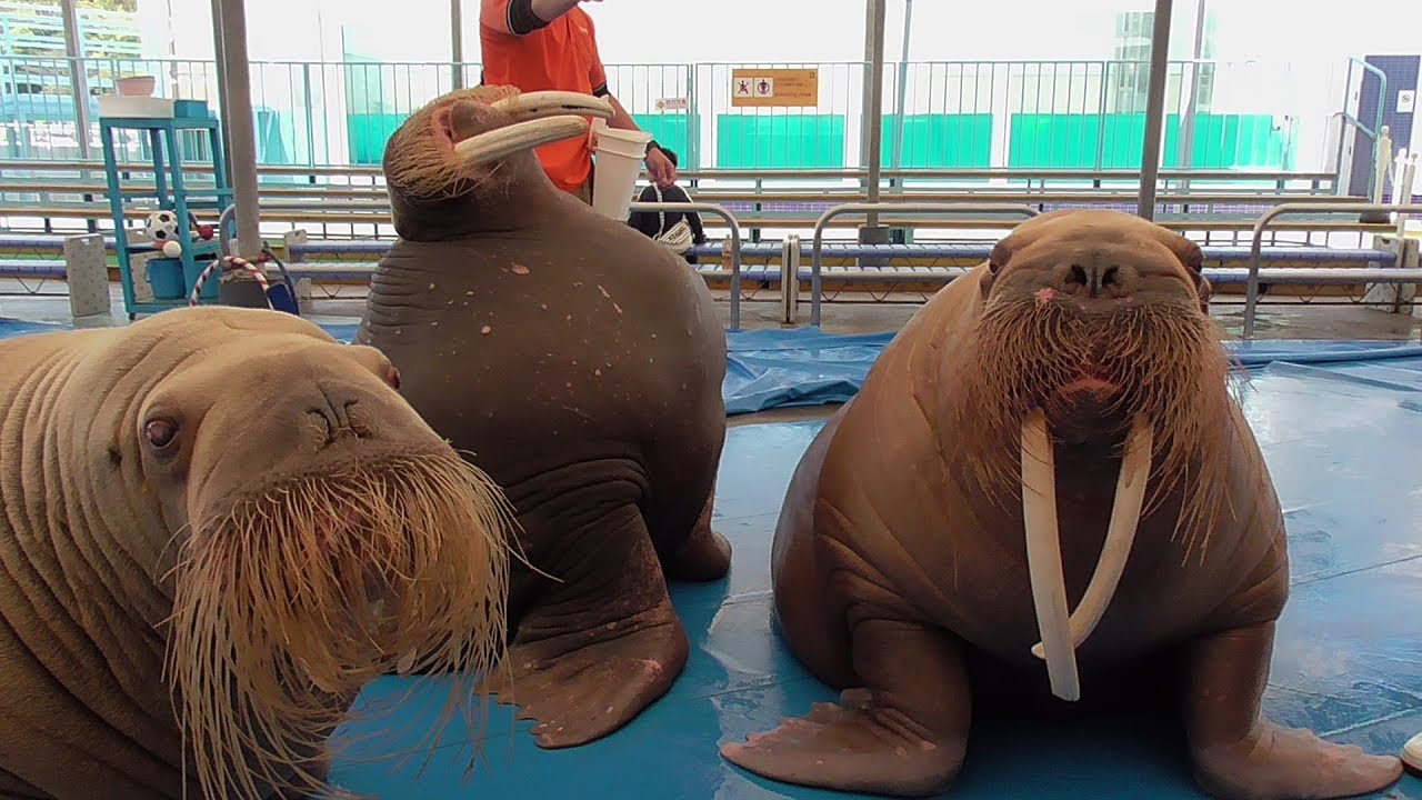 超レア！鳥羽水族館＆うみたまごセイウチコラボショー@鳥羽水族館