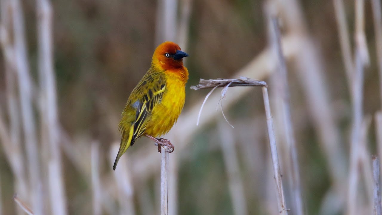 Birding South Africa Part 4: the Wakkerstroom area Oct 10-12