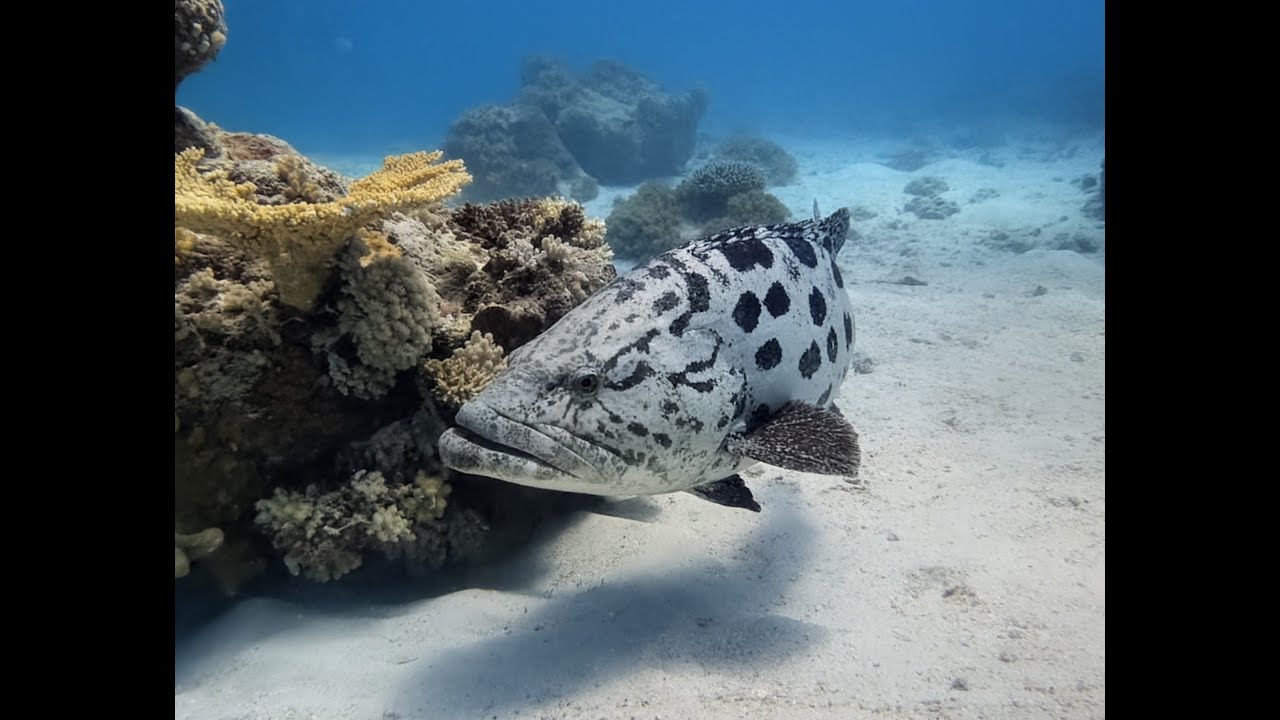 Great Barrier Reef2025 Video