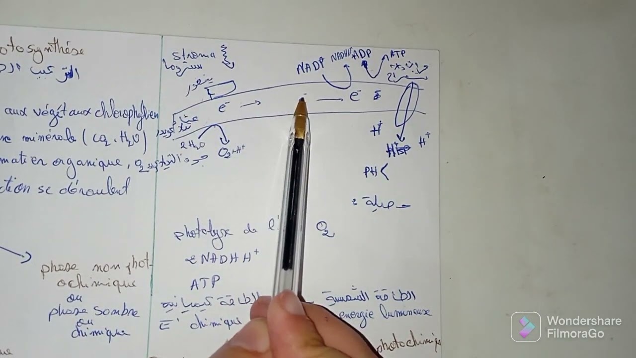 photosynthèse التركيب الضوئي :phase claire et phase sombre