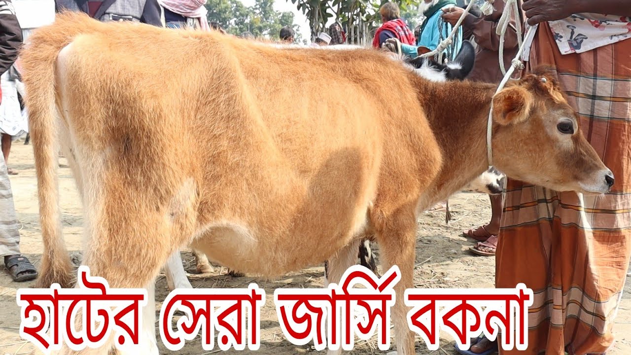 হাট থেকে জার্সি বকনা কিনুন 31 January 2022