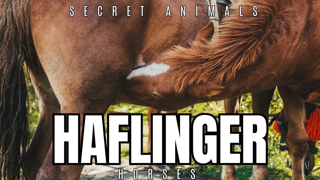 Haflinger Horses – The Golden Beauties of the Equine World 🐴✨