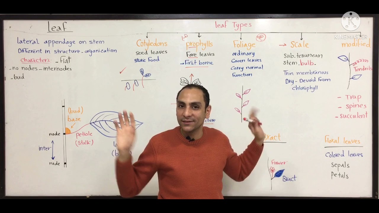 Leaf 🍁 🍃 introduction (Botany & Pharmacognosy)