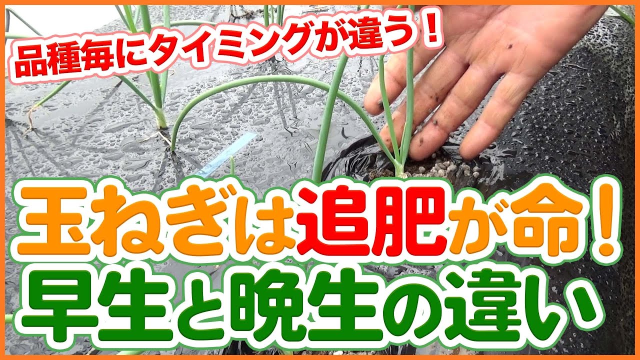 家庭菜園や農園の玉ねぎ栽培は追肥が命！早生と晩生で異なる追肥方法や玉ねぎの育て方を徹底解説！/Tips for fertilizing onions from a Japanese farmer.