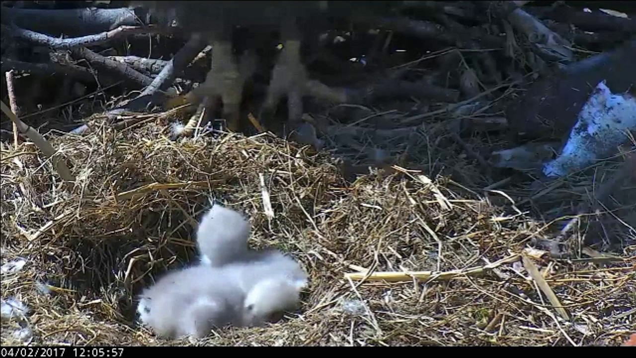 AEF DC EAGLE CAM Blackfly Starring DC4 and DC5 4.1.17