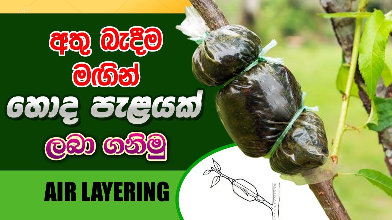 අතු බැඳීම,How can do Layaring,BST Saman, Biosystems Technology, ජෛව පද්ධති තාක්ෂණවේදය,