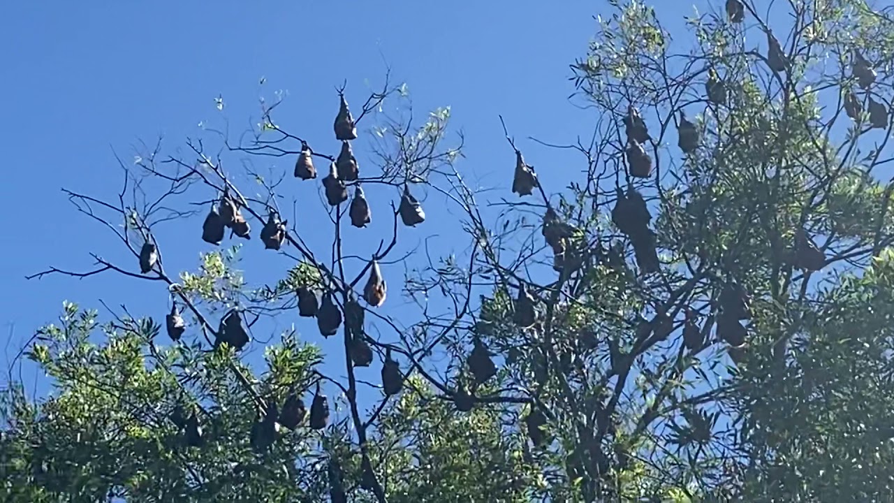 Flying Fox Colony Maleny, Australia