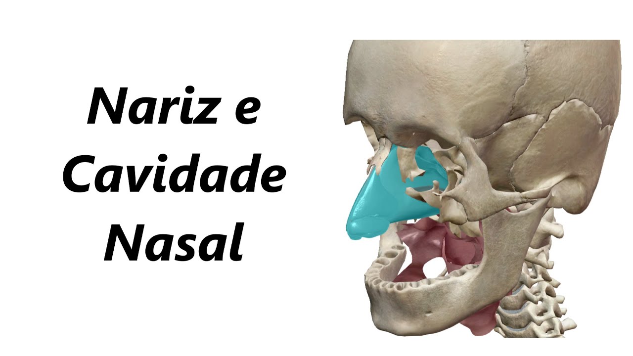 Anatomia do Nariz e da Cavidade Nasal em 3D