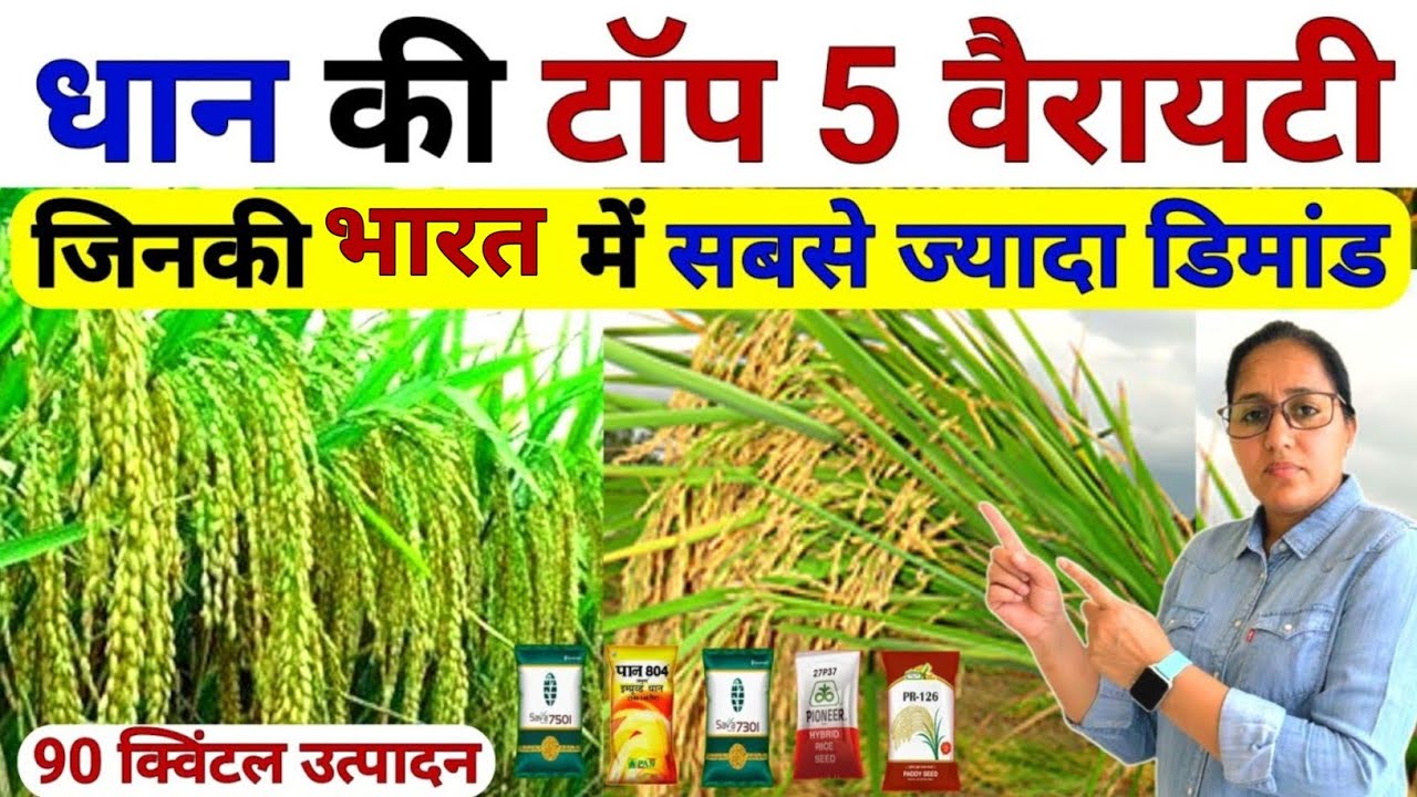 2025 में सबसे ज्यादा पैदावार देने वाली धान की टॉप 5 वैरायटी | dhan ki top variety 2025 | dhan kheti