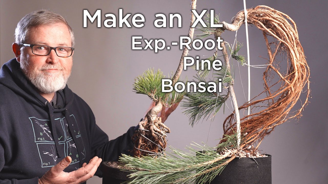 Bonsaify | How to Make Your Exposed Root Pine Bonsai EXTRA LARGE!