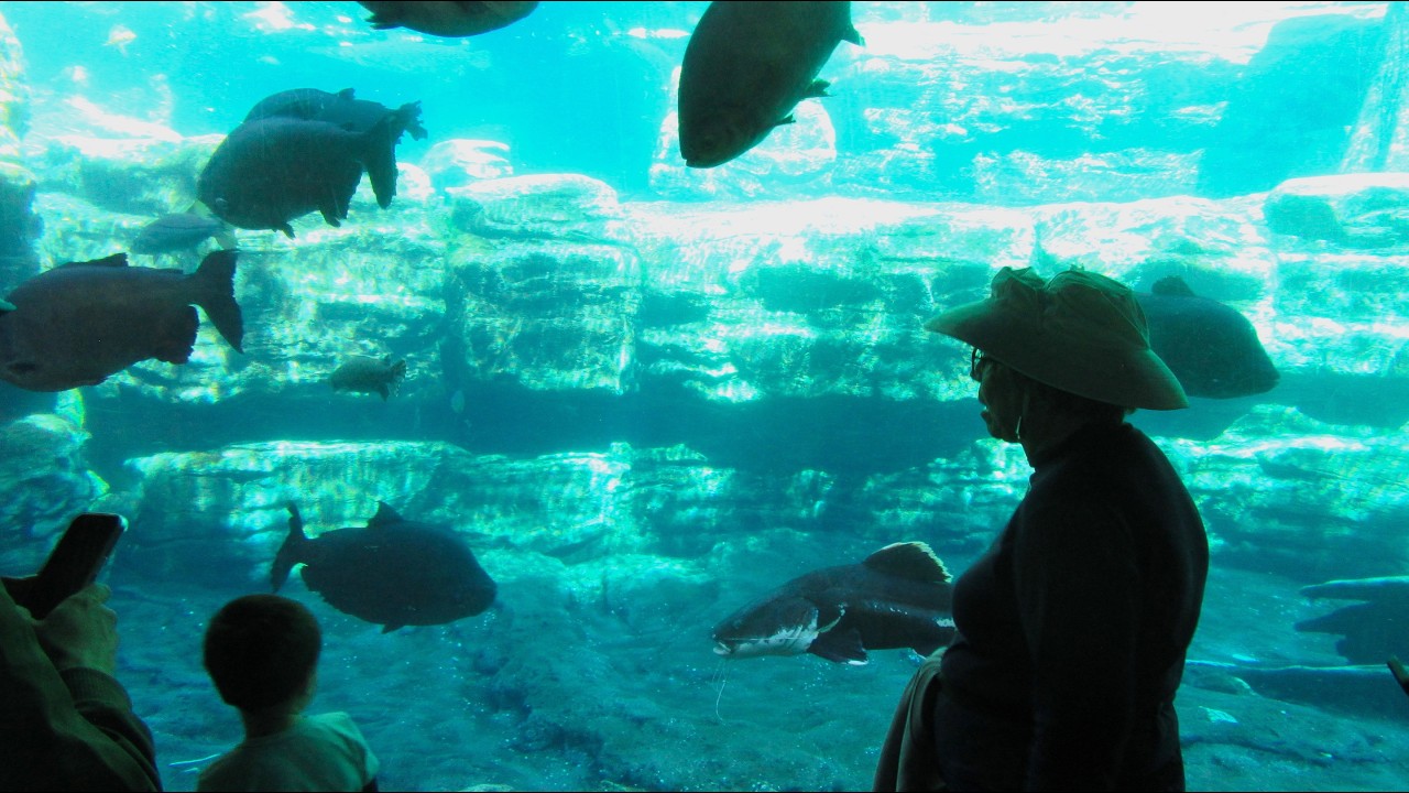 SeaWorld Orlando; penguins, dolphin show, and manatees